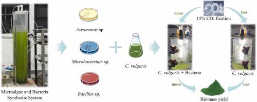 Fixation of high concentration CO2 using Chlorella – Bacteria symbiosis system