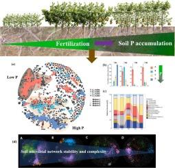 Linking phosphorus fertility to soil microbial diversity and network complexity in citrus orchards: Implications for sustainable agriculture