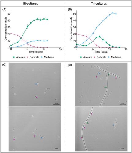 Transcriptomic evidence for an energetically advantageous relationship between Syntrophomonas wolfei and Methanothrix soehngenii