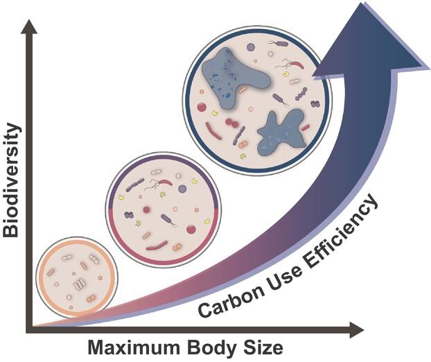 The size and diversity of microbes determine carbon use efficiency in soil