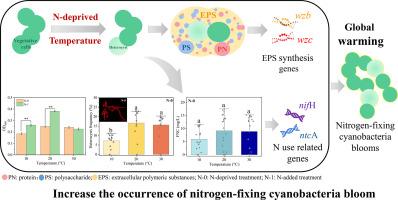 The cumulative impact of temperature and nitrogen availability on the potential nitrogen fixation and extracellular polymeric substances secretion by Dolichospermum