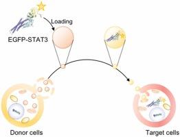 Extracellular Vesicles based STAT3 delivery as innovative therapeutic approach to restore STAT3 signaling deficiency