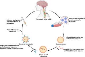 From hope to healing: Exploring the therapeutic potential of exosomes in spinal cord injury