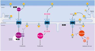 Decoding how receptor tyrosine kinases (RTKs) mediate nuclear calcium signaling