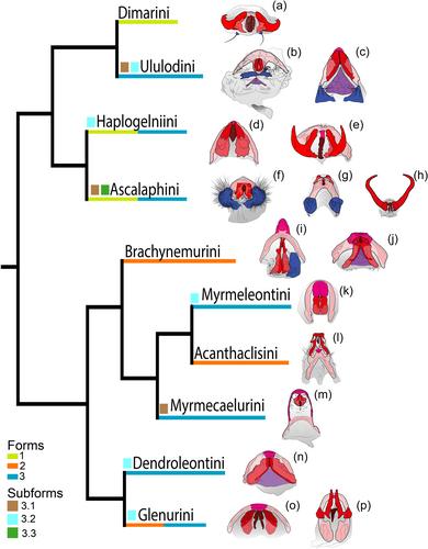 Comparative morphology of male genitalia in antlions (Insecta, Neuroptera, Myrmeleontidae), with emphasis on owlflies (Ascalaphinae) and a possible structural evolutionary scenario