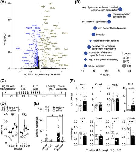 Transcriptional signatures of fentanyl use in the mouse ventral tegmental area