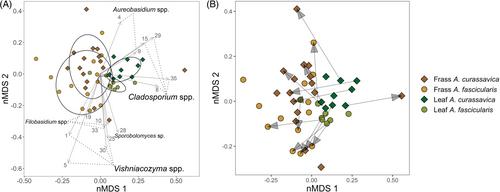 How do phytophagous insects affect phyllosphere fungi? Tracking fungi from milkweed to monarch caterpillar frass reveals communities dominated by fungal yeast