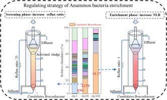 Strategies for efficient enrichment of anaerobic ammonia oxidizing bacteria in activated sludge