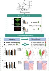 New insights into the antibiofilm activity and mechanism of Mannosylerythritol Lipid-A against Listeria monocytogenes EGD-e