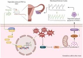 Bergenin attenuates triptolide-caused premature ovarian failure in mice based on the antioxidant activity