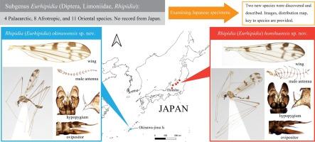 First records of the subgenus Eurhipidia Alexander, 1965 from Japan, with two new species (Diptera, Limoniidae, Rhipidia Meigen, 1818)