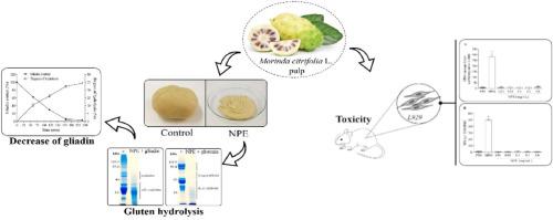 Enzymatic hydrolysis of wheat gluten employing cysteine proteases from noni fruits (Morinda citrifolia L.)