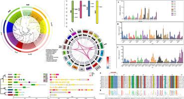 Genome-wide identification and expression analysis of Sox gene family in the Manila clam (Ruditapes philippinarum)