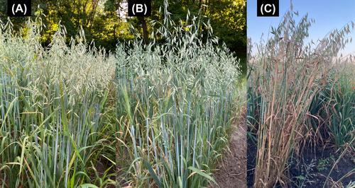 Registration of CDL-111 and CDL-167 oat germplasm lines with pyramided adult plant crown rust resistance