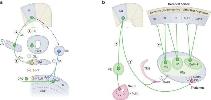 Neurocircuitry basis of motor cortex-related analgesia as an emerging approach for chronic pain management