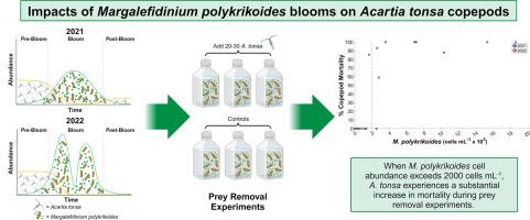 Margalefidinium polykrikoides dinoflagellate blooms increase mortality of Acartia tonsa copepods