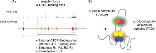 Interplay between α-thalassemia and β-hemoglobinopathies: Translating genotype–phenotype relationships into therapies