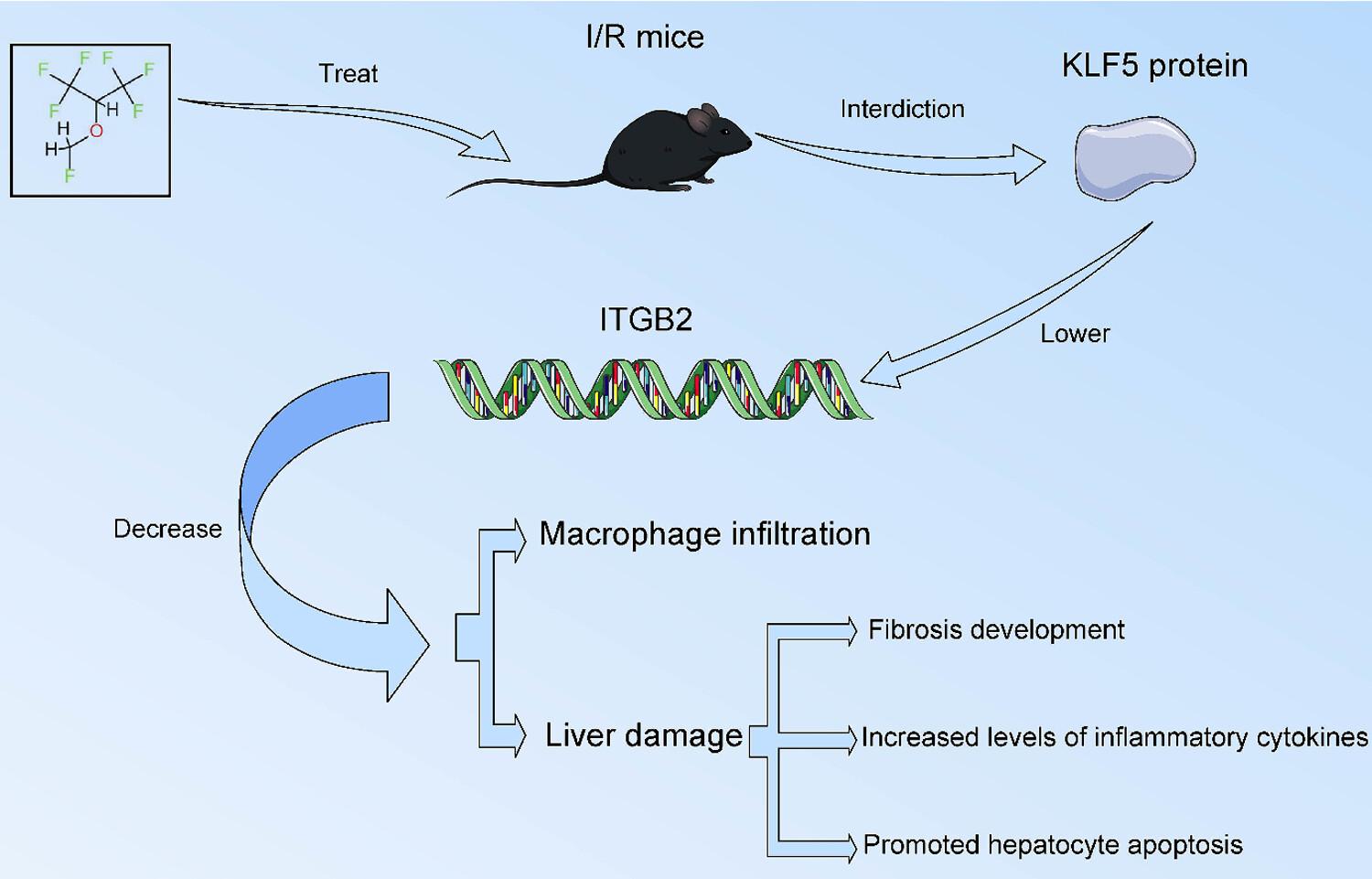 Sevoflurane blocks KLF5-mediated transcriptional activation of ITGB2 to inhibit macrophage infiltration in hepatic ischemia/reperfusion injury