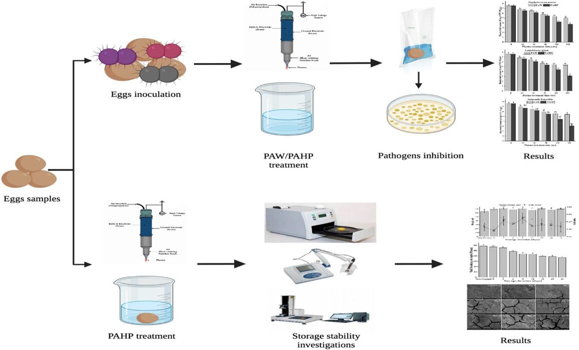 Decontamination of egg-associated pathogens by plasma-activated water and hydrogen peroxide