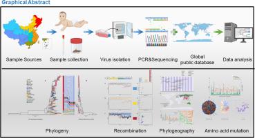 Evolution, recombination and geographic spreading of global Coxsackievirus A6