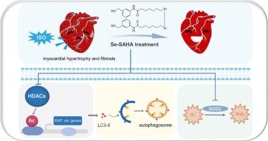 A novel histone deacetylase inhibitor Se-SAHA attenuates isoproterenol-induced heart failure via antioxidative stress and autophagy inhibition