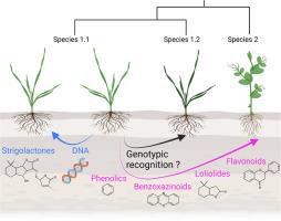 The root of plant-plant interactions: Belowground special cocktails