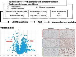 Proteomic profiling of FFPE specimens: Discovery of HNRNPA2/B1 and STT3B as biomarkers for determining formalin fixation durations