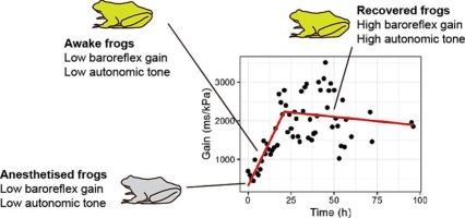 Recovery of the baroreflex and autonomic modulation after anesthesia with MS-222 in bullfrogs