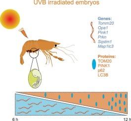 UVB radiation exposure modulates mitophagy in embryonic cells of freshwater prawn Macrobrachium olfersii: Exploring a protective organelle quality control mechanism