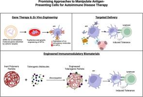 Engineering antigen-presenting cells for immunotherapy of autoimmunity