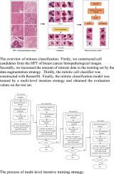 A novel multilevel iterative training strategy for the ResNet50 based mitotic cell classifier