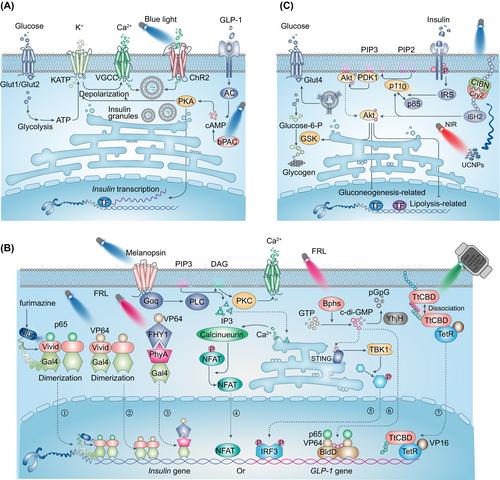 Optogenetic therapeutic strategies for diabetes mellitus