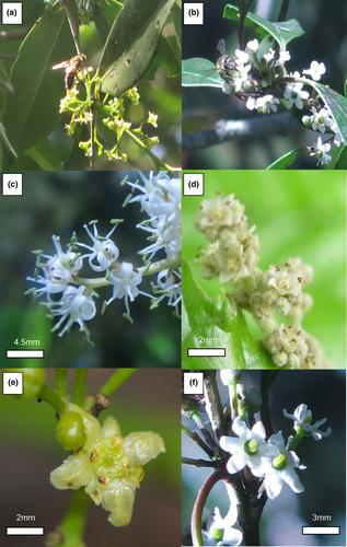 Generalist southern African temperate forest canopy tree species have distinct pollinator communities partially predicted by floral traits