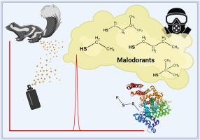 Disulfide-adducts with cysteine residues in human serum albumin prove exposure to malodorous mercaptans in vitro