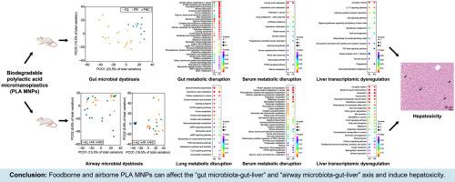 Polylactic acid micro/nanoplastic-induced hepatotoxicity: Investigating food and air sources via multi-omics