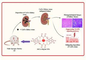 Investigating the attenuating effects of metformin-loaded selenium nanoparticles coupled with Myrtus communis L. flower extract on CaOx deposition in male Sprague Dawley rat kidneys via regulating MAPK signaling pathway