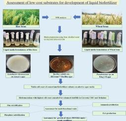 Novel cereal bran based low-cost liquid medium for enhanced growth, multifunctional traits and shelf life of consortium biofertilizer containing Azotobacter chroococcum, Bacillus subtilis and Pseudomonas sp.