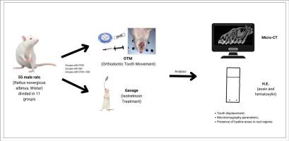 Therapeutic dosage of isotretinoin in rats may influence orthodontic tooth movement