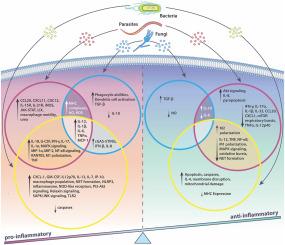 Host innate immune systems gather intel on invading microbes via pathogen-derived extracellular vesicles