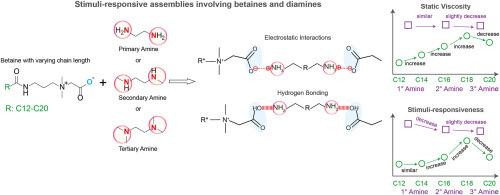 Influence of chain length of amido betaines and amine degree of diamines on the binary supramolecular assembly and viscosity dynamics of amido betaine/diamine coacervates