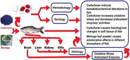 Protective effects of Moringa oleifera against carbofuran induced toxicity in fish (Labeo rohita): Insight into hematobiochemical, histology, oxidative and antioxidant biomarkers