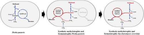 Engineering yeasts to Co-utilize methanol or formate coupled with CO2 fixation