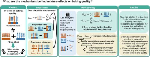 Baking quality of wheat variety mixtures: Describing the mechanisms for mixture effects