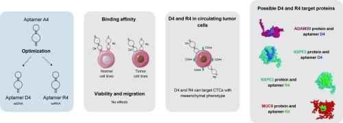 Unveiling the characteristics of D4 and R4 aptamers for their future use in prostate cancer clinical practice