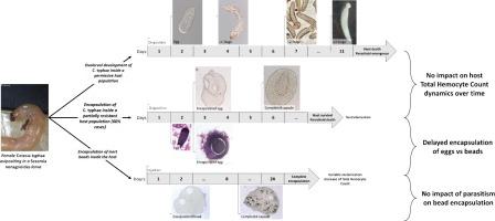 Cellular dynamics of host − parasitoid interactions: Insights from the encapsulation process in a partially resistant host