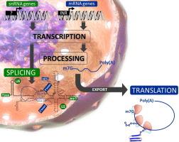 Unconventional features in the transcription and processing of spliceosomal small nuclear RNAs in the protozoan parasite Trichomonas vaginalis