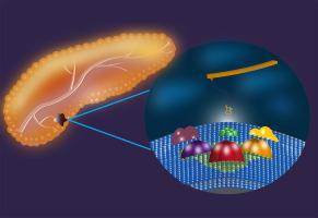 Direct investigations of interactions between nucleolins and aptamers on pancreatic cancer and normal cells by atomic force microscopy