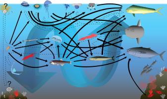 The oceanic pleuston community as a potentially crucial life-cycle pathway for pelagic fish-infecting parasitic worms