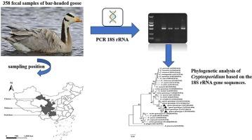 The prevalence and genotypes of Cryptosporidium spp. in bar-headed goose (Anser indicus) in China