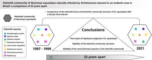 Helminth community of Nectomys squamipes naturally infected by Schistosoma mansoni in an endemic area in Brazil: A comparison of 22 years apart